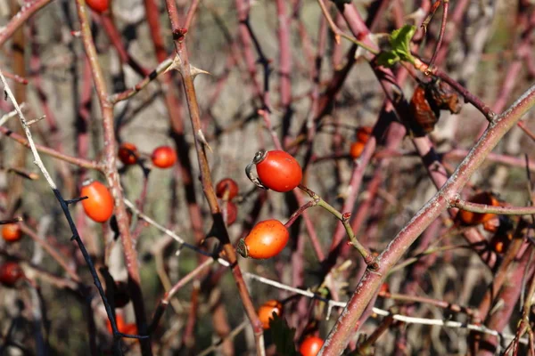 Nature close-up picture — Stock Photo, Image