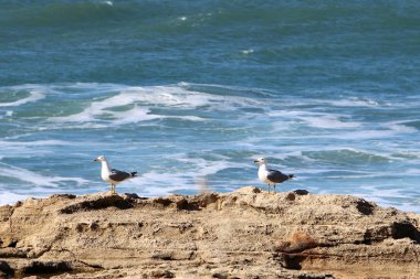 Sahildeki martılar 