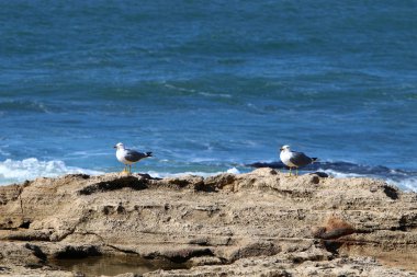 Sahildeki martılar 