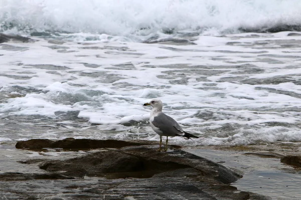 Gaivotas na praia — Fotografia de Stock