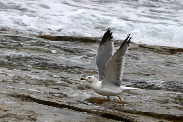 Mouettes sur la plage — Photo