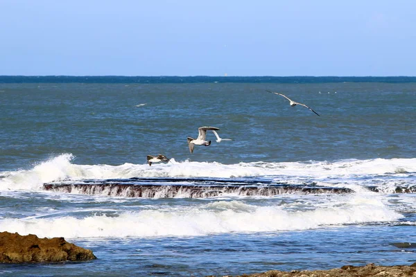 Måsar på stranden — Stockfoto