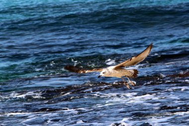 Akdeniz kıyısında  