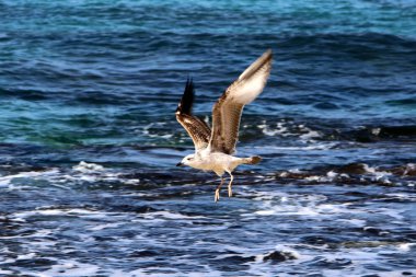 Akdeniz kıyısında  