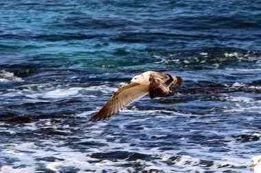 Akdeniz kıyısında  