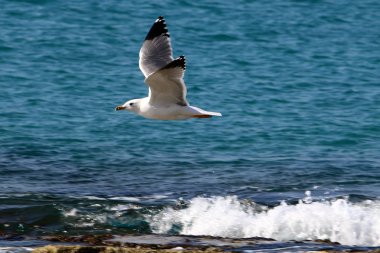 Akdeniz kıyısında  