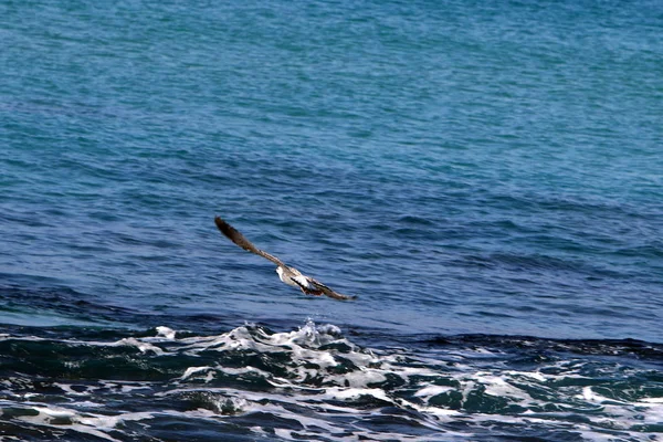 Shore of the Mediterranean Sea — Stock Photo, Image