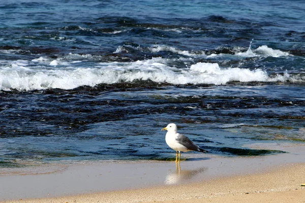 Akdeniz kıyısında  