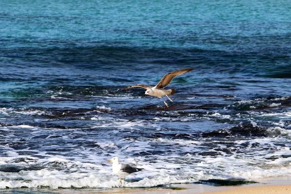 Shore of the Mediterranean Sea — Stock Photo, Image