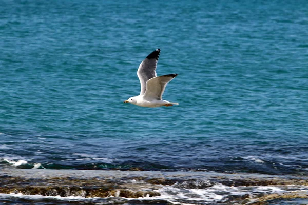 Côte De La Mer Méditerranéenne — Photo