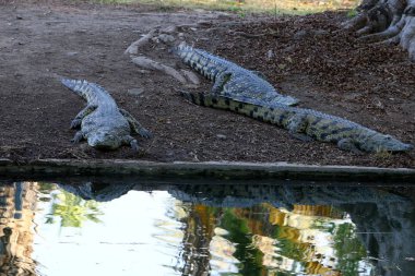 Timsah güneşin tadını çıkarıyor. 