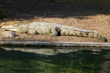 Timsah güneşin tadını çıkarıyor. 