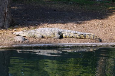 Timsah güneşin tadını çıkarıyor. 