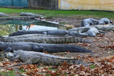 Timsah güneşin tadını çıkarıyor. 