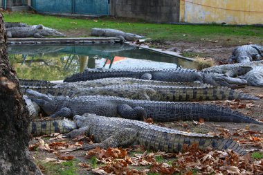 Timsah güneşin tadını çıkarıyor. 