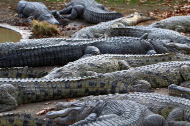 Timsah güneşin tadını çıkarıyor. 
