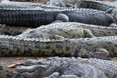 Timsah güneşin tadını çıkarıyor. 