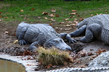 Timsah güneşin tadını çıkarıyor. 