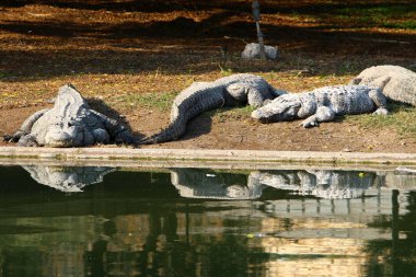 Timsah güneşin tadını çıkarıyor. 