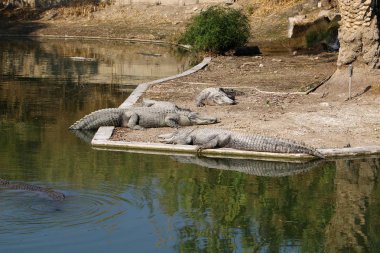 Timsah güneşin tadını çıkarıyor. 