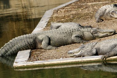 Timsah güneşin tadını çıkarıyor. 