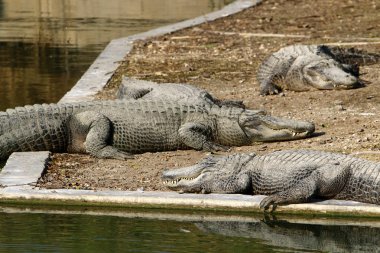 Timsah güneşin tadını çıkarıyor. 