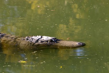 Timsah güneşin tadını çıkarıyor. 