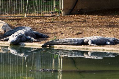 Timsah güneşin tadını çıkarıyor. 