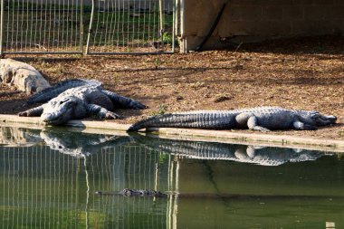 Timsah güneşin tadını çıkarıyor. 