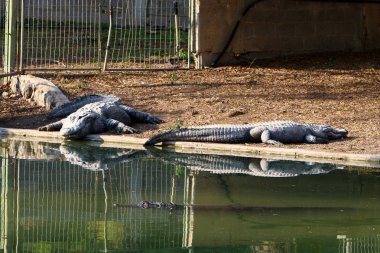 Timsah güneşin tadını çıkarıyor. 