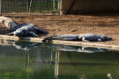 Timsah güneşin tadını çıkarıyor. 