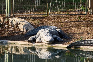 Timsah güneşin tadını çıkarıyor. 