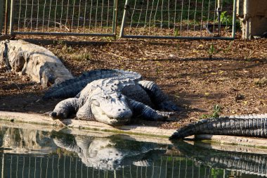 Timsah güneşin tadını çıkarıyor. 