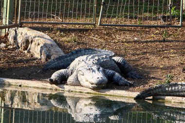 Timsah güneşin tadını çıkarıyor. 