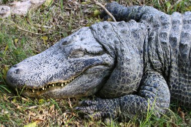 Timsah güneşin tadını çıkarıyor. 