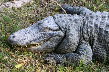 Timsah güneşin tadını çıkarıyor. 