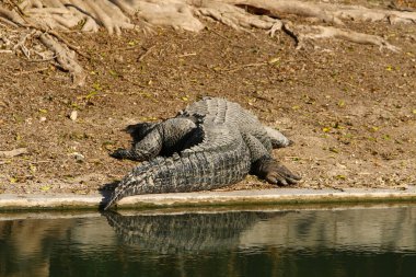 Timsah güneşin tadını çıkarıyor. 