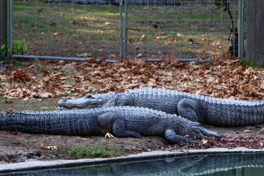 Timsah güneşin tadını çıkarıyor. 