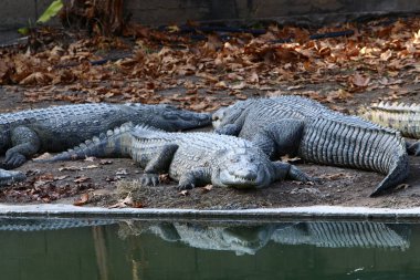 Timsah güneşin tadını çıkarıyor. 