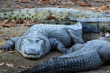 Timsah güneşin tadını çıkarıyor. 