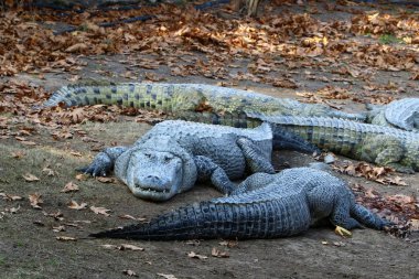 Timsah güneşin tadını çıkarıyor. 