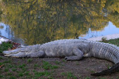 Timsah güneşin tadını çıkarıyor. 