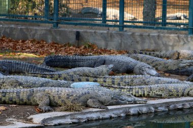Timsah güneşin tadını çıkarıyor. 