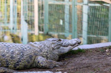 Timsah güneşin tadını çıkarıyor. 