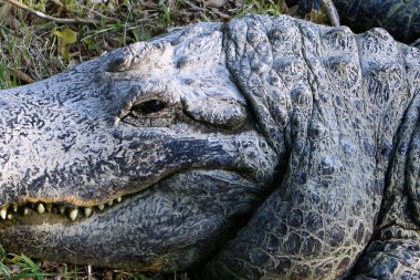 Timsah güneşin tadını çıkarıyor. 