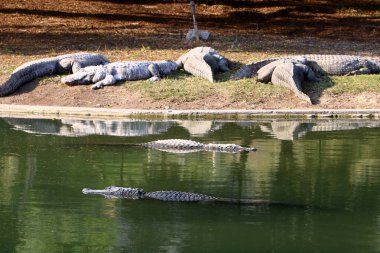 Timsah güneşin tadını çıkarıyor. 