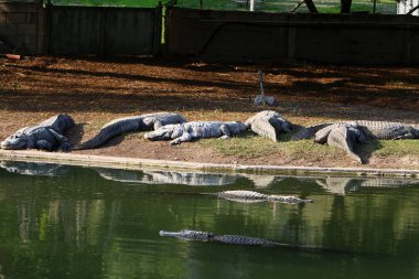 Timsah güneşin tadını çıkarıyor. 