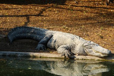 Timsah güneşin tadını çıkarıyor. 