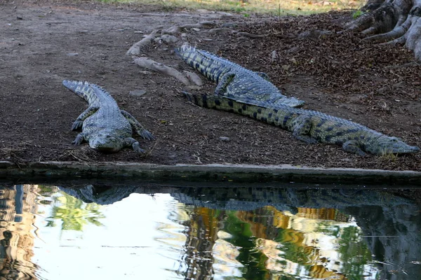 Timsah güneşin tadını çıkarıyor. 