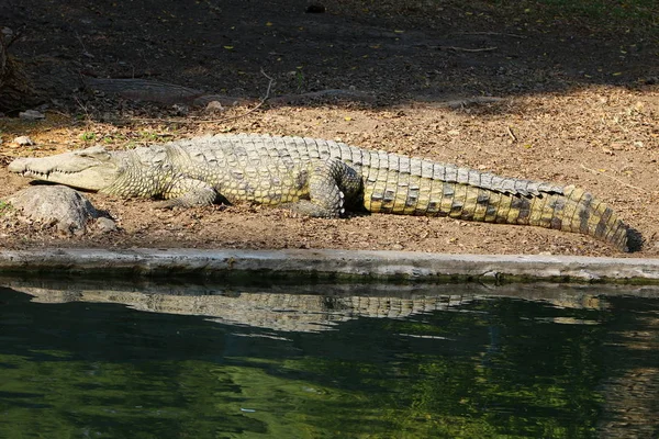 Krokodil koesterend in de zon — Stockfoto